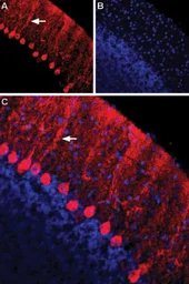 Anti-Nectin 1 antibody used in IHC (Free Floating) (IHC (Free Floating)). GTX54843